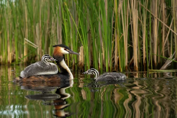 Framed Print : Great crested grebe (Podiceps cristatus) with chicks on water among reeds, Valkenhorst Nature Reserve, The Netherlands. May Framed Print : Great crested grebe (Podiceps cristatus) with chicks on water among reeds, Valkenhorst Nature Reserve, The Netherlands. May