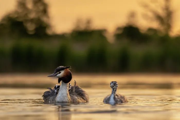 Framed Print : Great crested grebe (Podiceps cristatus) with chicks on water at sunrise, Valkenhorst Nature Reserve, The Netherlands. May Framed Print : Great crested grebe (Podiceps cristatus) with chicks on water at sunrise, Valkenhorst Nature Reserve, The Netherlands. May