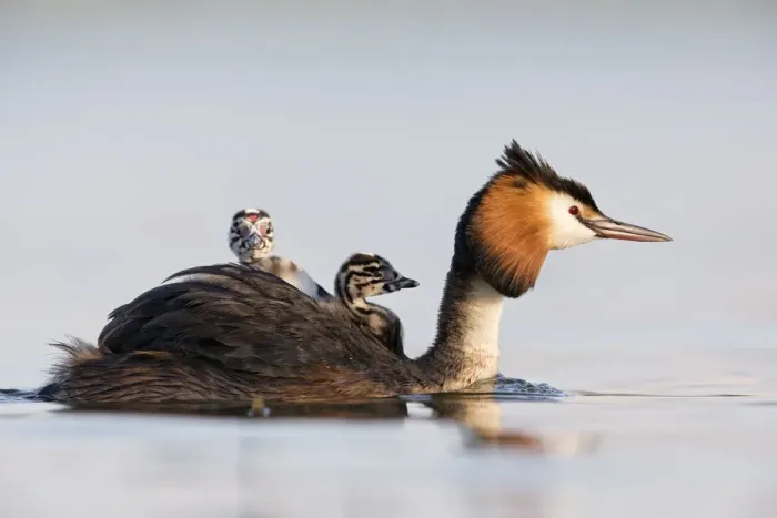 Framed Print : Great crested grebe (Podiceps cristatus) close-up of an adult with two young chicks Framed Print : Great crested grebe (Podiceps cristatus) close-up of an adult with two young chicks