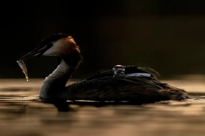 Framed Print : Great crested grebe (Podiceps cristatus) feeding fish to chick, Valkenhorst Nature Reserve, The Netherlands. May Framed Print : Great crested grebe (Podiceps cristatus) feeding fish to chick, Valkenhorst Nature Reserve, The Netherlands. May
