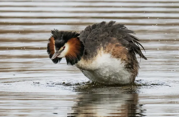 Framed Print : Great crested grebe (Podiceps cristatus) male, standing in shallow water preening and shaking feathers dry, Cherine Nature Reserve, La Brenne, France. April Framed Print : Great crested grebe (Podiceps cristatus) male, standing in shallow water preening and shaking feathers dry, Cherine Nature Reserve, La Brenne, France. April