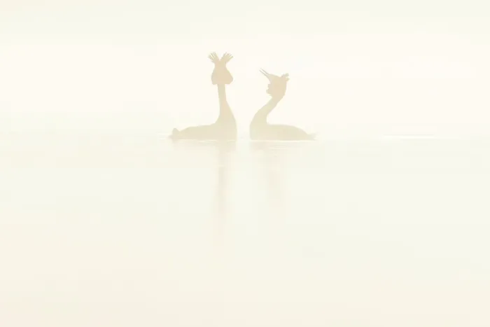 Framed Print : Great crested grebe (Podiceps cristatus) pair, courtship dance at dawn, Sierra de Grazalema Natural Park, Andalusia, Spain. April Framed Print : Great crested grebe (Podiceps cristatus) pair, courtship dance at dawn, Sierra de Grazalema Natural Park, Andalusia, Spain. April