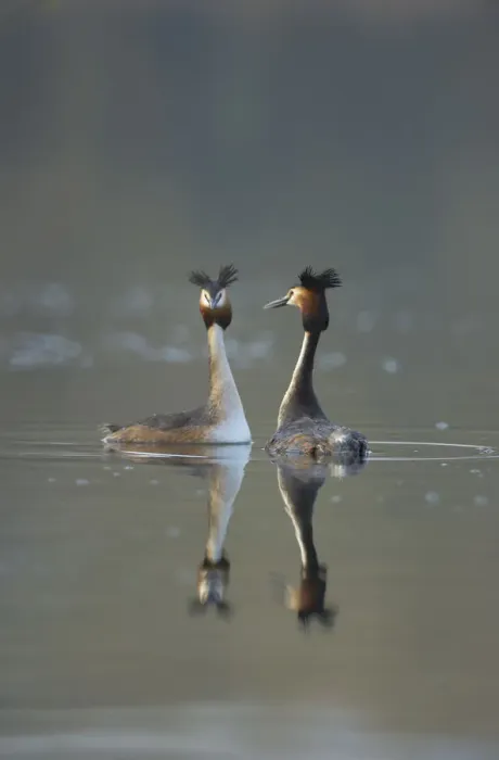 Framed Print : Great crested grebe (Podiceps cristatus) pair of adults during part of their elaborate Framed Print : Great crested grebe (Podiceps cristatus) pair of adults during part of their elaborate