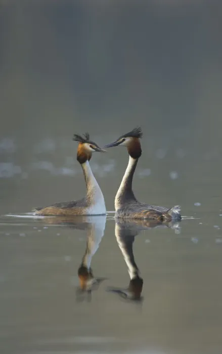 Framed Print : Great crested grebe (Podiceps cristatus) pair of adults during part of their elaborate Framed Print : Great crested grebe (Podiceps cristatus) pair of adults during part of their elaborate