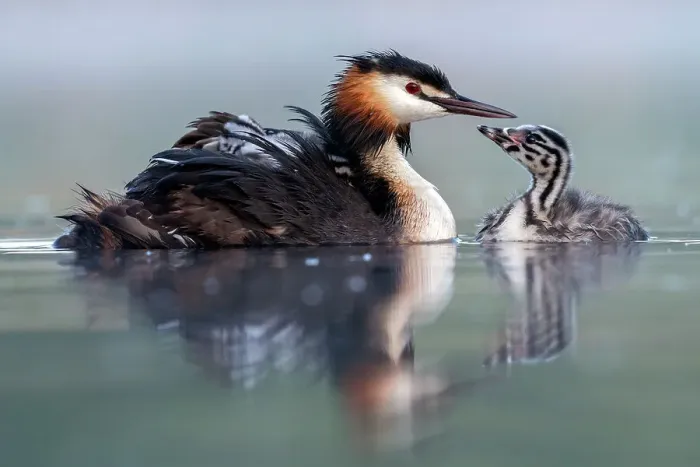 Framed Print : Great crested grebe (Podiceps cristatus) parent bird with young on its back and one chick on the water, portrait in the first morning light Valkenhorst Nature Reserve, Valkenswaard, The Netherlands. May Framed Print : Great crested grebe (Podiceps cristatus) parent bird with young on its back and one chick on the water, portrait in the first morning light Valkenhorst Nature Reserve, Valkenswaard, The Netherlands. May