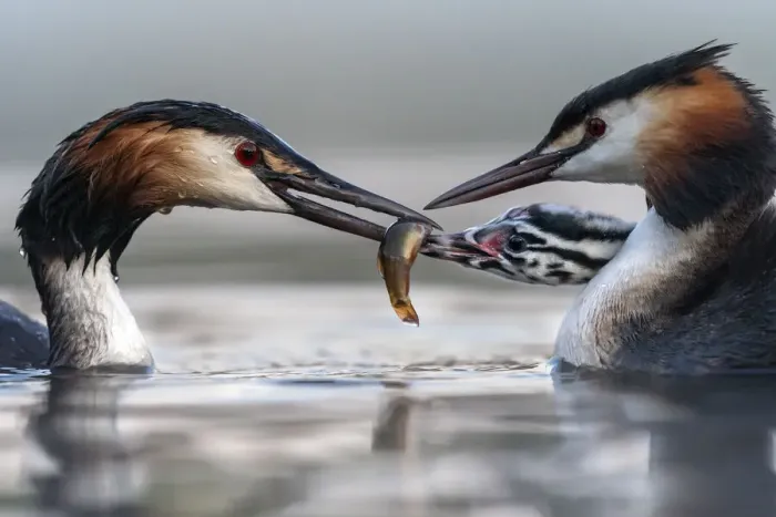 Framed Print : Great crested grebe (Podiceps cristatus) parents busy feeding their young with fish Framed Print : Great crested grebe (Podiceps cristatus) parents busy feeding their young with fish