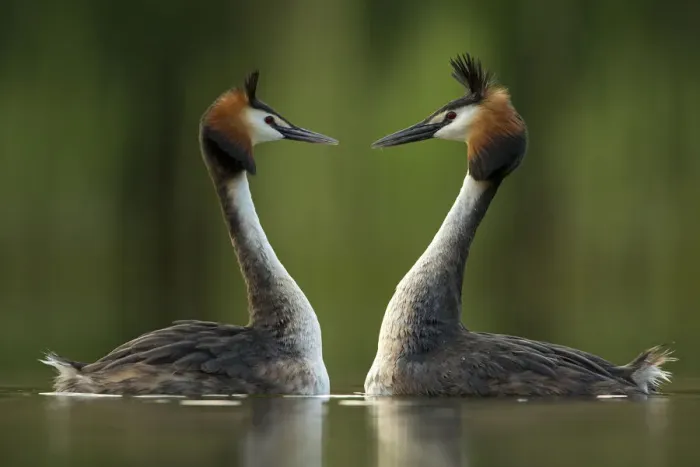Framed Print : Great crested grebe (Podiceps cristatus) perfectly mimicking each others movements Framed Print : Great crested grebe (Podiceps cristatus) perfectly mimicking each others movements
