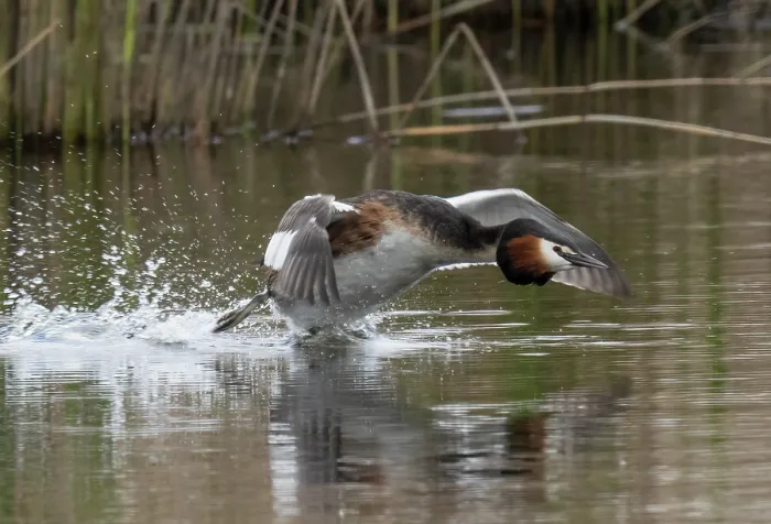 Framed Print : Great crested grebe (Podiceps cristatus) running and taking off from the water, Cherine Nature Reserve, La Brenne, France. April Framed Print : Great crested grebe (Podiceps cristatus) running and taking off from the water, Cherine Nature Reserve, La Brenne, France. April