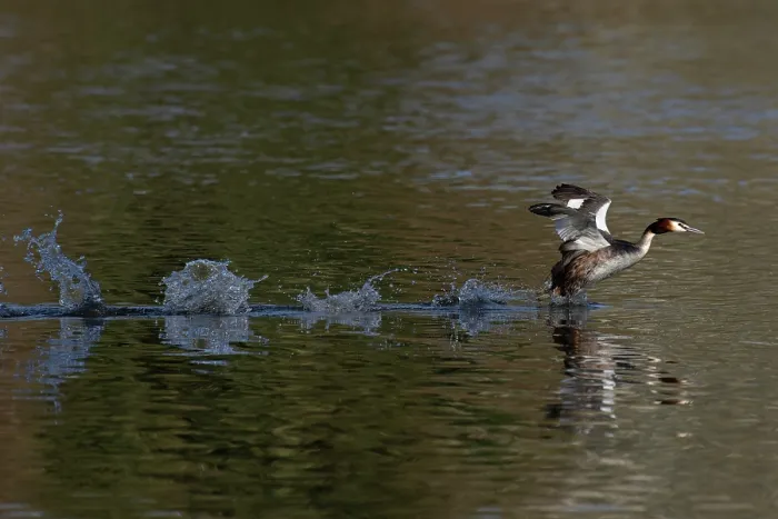 Framed Print : Great crested grebe (Podiceps cristatus) running on water to take flight, Norfolk, England, UK. February Framed Print : Great crested grebe (Podiceps cristatus) running on water to take flight, Norfolk, England, UK. February