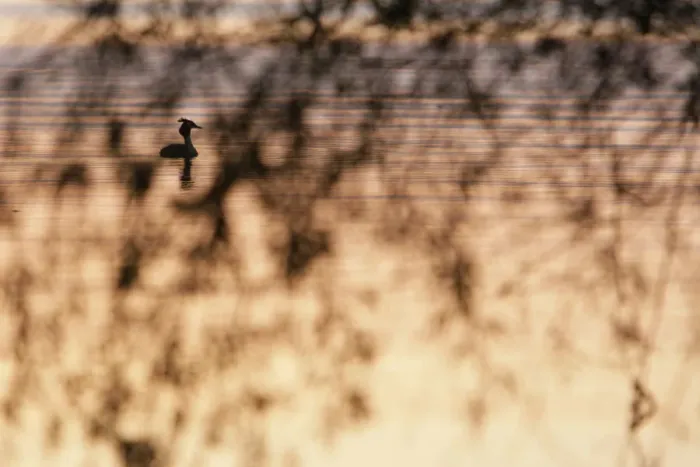 Framed Print : Great crested grebe (Podiceps cristatus) silhouetted on the river, Danube Delta, Romania Framed Print : Great crested grebe (Podiceps cristatus) silhouetted on the river, Danube Delta, Romania