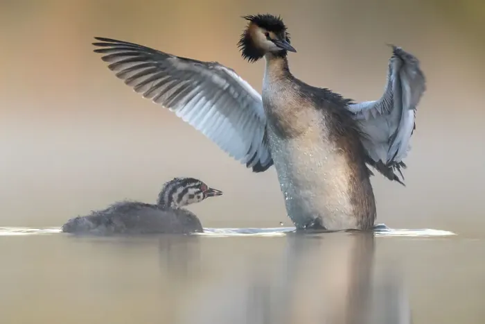 Framed Print : Great crested grebe (Podiceps cristatus) stretching its wings with chick begging for food, Valkenhorst Nature Reserve, Valkenswaard, The Netherlands. June Framed Print : Great crested grebe (Podiceps cristatus) stretching its wings with chick begging for food, Valkenhorst Nature Reserve, Valkenswaard, The Netherlands. June