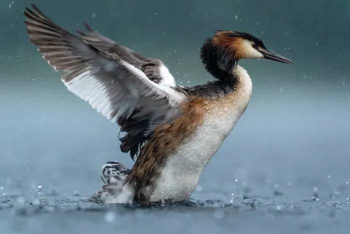 Framed Print : Great crested grebe (Podiceps cristatus) stretching its wings and shaking off its chick during rainfall, Valkenhorst nature reserve, Valkenswaard, The Netherlands. June