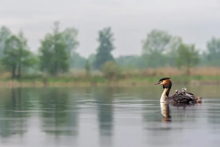 Framed Print : Great crested grebe (Podiceps cristatus) on water carrying chicks on its back, Valkenhorst Nature Reserve, The Netherlands. May Framed Print : Great crested grebe (Podiceps cristatus) on water carrying chicks on its back, Valkenhorst Nature Reserve, The Netherlands. May