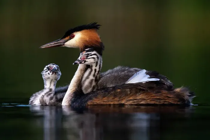 Framed Print : Great crested grebe (Podiceps cristatus) on water with two chicks, carrying one on its back, Valkenhorst nature reserve, Valkenswaard, The Netherlands. June Framed Print : Great crested grebe (Podiceps cristatus) on water with two chicks, carrying one on its back, Valkenhorst nature reserve, Valkenswaard, The Netherlands. June