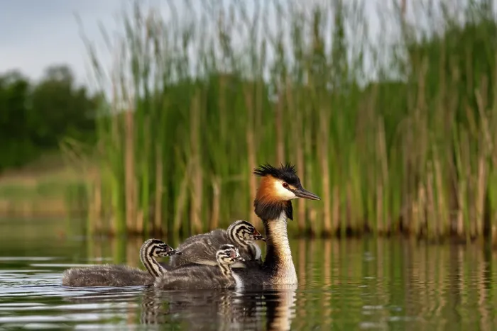 Framed Print : Great crested grebe (Podiceps cristatus) on water with chicks, Valkenhorst Nature Reserve, The Netherlands. May