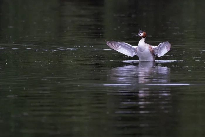 Framed Print : Great crested grebe (Podiceps cristatus) on water spreading its wings, Norfolk, England, UK. June Framed Print : Great crested grebe (Podiceps cristatus) on water spreading its wings, Norfolk, England, UK. June