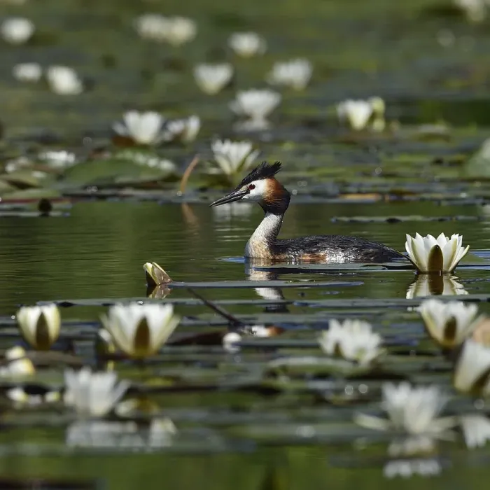 Framed Print : Great crested grebe (Podiceps cristatus) amongst White water lilies (Nymphaea alba) Framed Print : Great crested grebe (Podiceps cristatus) amongst White water lilies (Nymphaea alba)