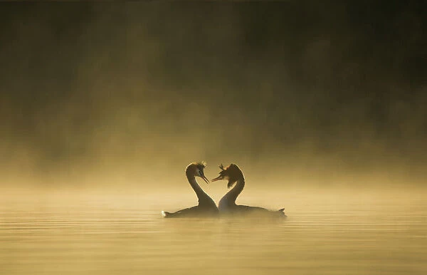 Great crested grebes (Podiceps cristatus) performing courtship ritual at dawn, Cheshire