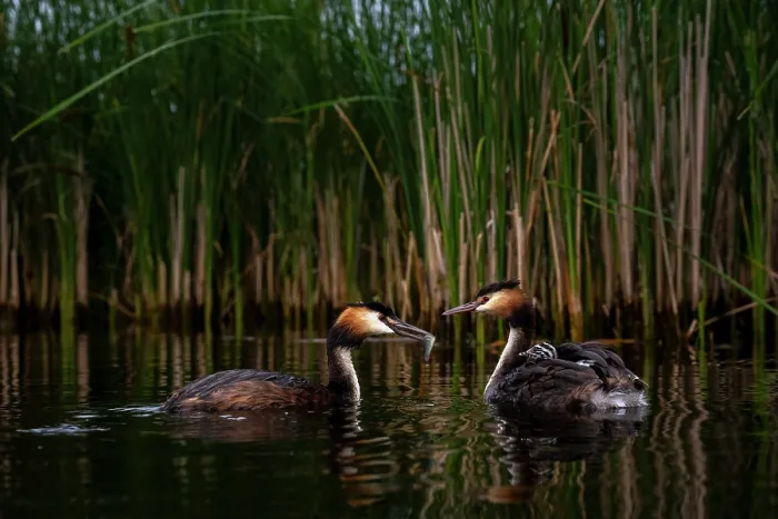 Framed Print : Great crested grebes (Podiceps cristatus) pair, feeding fish to chick, Valkenhorst Nature Reserve, The Netherlands. May Framed Print : Great crested grebes (Podiceps cristatus) pair, feeding fish to chick, Valkenhorst Nature Reserve, The Netherlands. May