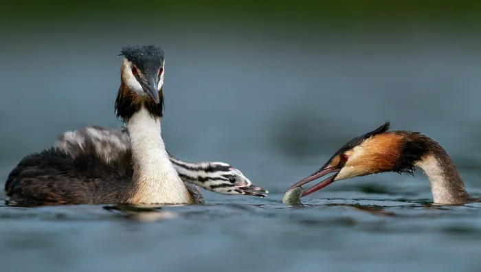 Framed Print : Great crested grebes (Podiceps cristatus) pair, feeding fish to chicks, Valkenhorst Nature Reserve, The Netherlands. May