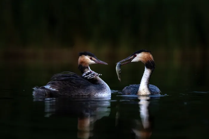 Framed Print : Great crested grebes (Podiceps cristatus) pair, feeding fish to chicks, Valkenhorst Nature Reserve, The Netherlands. May Framed Print : Great crested grebes (Podiceps cristatus) pair, feeding fish to chicks, Valkenhorst Nature Reserve, The Netherlands. May