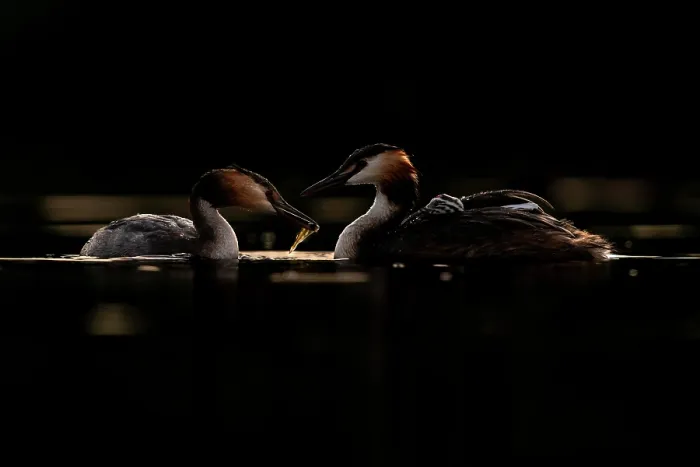 Framed Print : Great crested grebes (Podiceps cristatus) pair, feeding fish to chick, Valkenhorst Nature Reserve, The Netherlands. May Framed Print : Great crested grebes (Podiceps cristatus) pair, feeding fish to chick, Valkenhorst Nature Reserve, The Netherlands. May