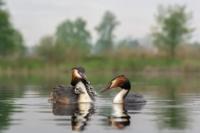 Framed Print : Great crested grebes (Podiceps cristatus) pair with chicks on water, Valkenhorst Nature Reserve, The Netherlands. May Framed Print : Great crested grebes (Podiceps cristatus) pair with chicks on water, Valkenhorst Nature Reserve, The Netherlands. May