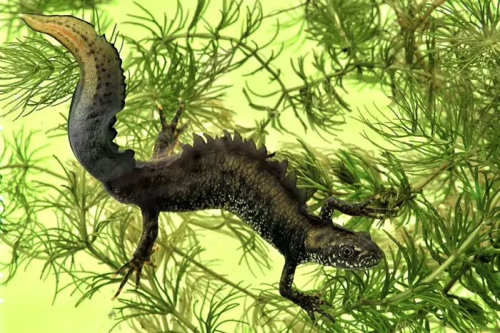 Framed Print : Great crested newt (Triturus cristatus) male in breeding condition, amongst Soft hornwort Framed Print : Great crested newt (Triturus cristatus) male in breeding condition, amongst Soft hornwort