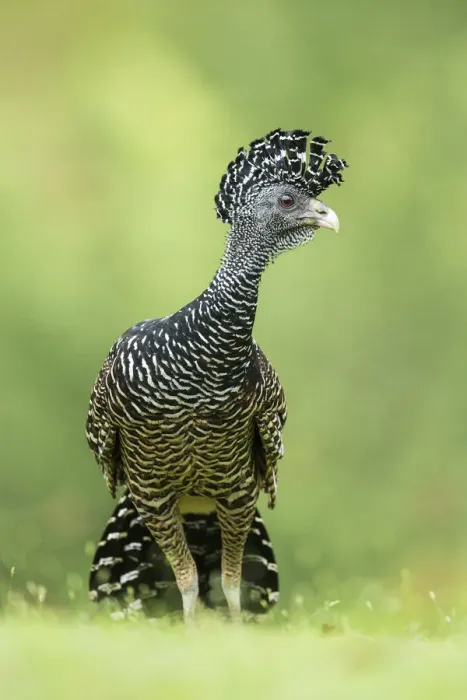 Framed Print : Great curassow (Crax rubra), Costa Rica Framed Print : Great curassow (Crax rubra), Costa Rica