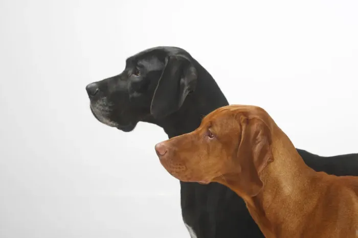 Framed Print : Great Dane, black coated bitch, and Magyar Vizsla / Hungarian Pointer, tan coated male Framed Print : Great Dane, black coated bitch, and Magyar Vizsla / Hungarian Pointer, tan coated male