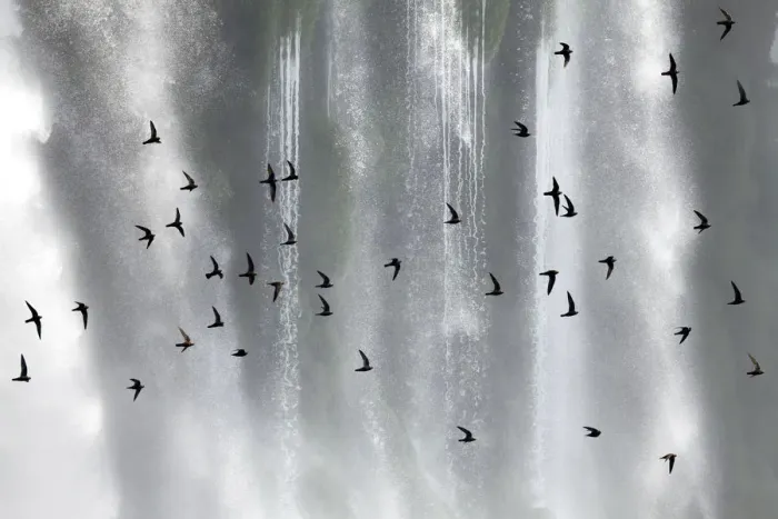 Framed Print : Great dusky swift (Cypseloides senex) flock in front of Iguazu falls, Brazil / Argentina Framed Print : Great dusky swift (Cypseloides senex) flock in front of Iguazu falls, Brazil / Argentina