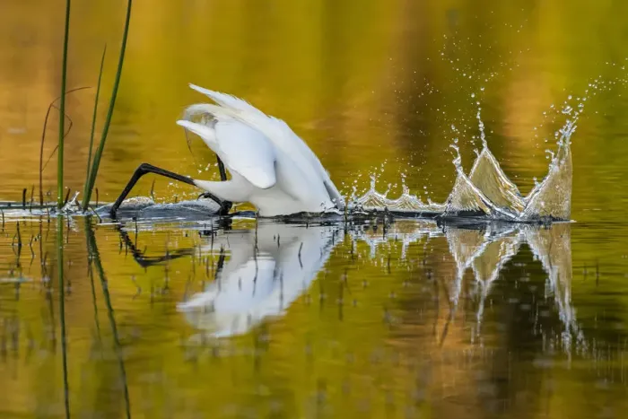 Framed Print : Great egret (Ardea alba) diving head into water to catch prey, in evening light Framed Print : Great egret (Ardea alba) diving head into water to catch prey, in evening light