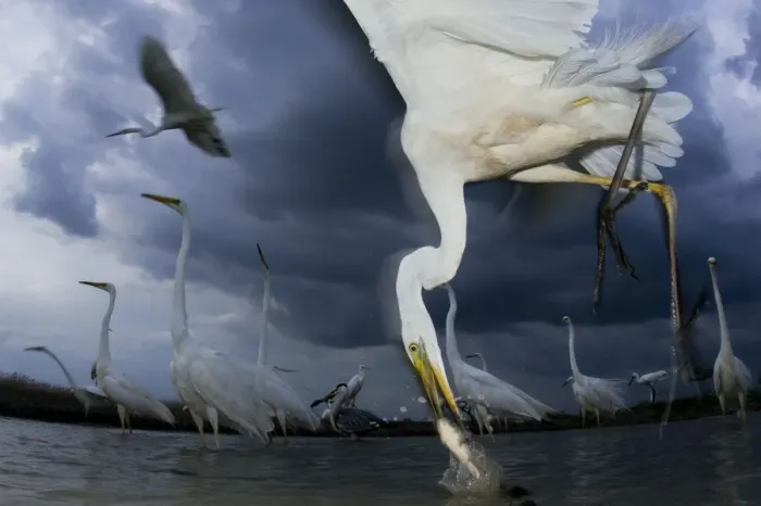 Framed Print : Great egret (Ardea alba) feeding on fish, Pusztaszer, Hungary, June Framed Print : Great egret (Ardea alba) feeding on fish, Pusztaszer, Hungary, June