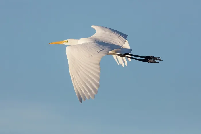 Framed Print : Great egret (Ardea alba) in flight against blue sky, Cienega de Santa Clara, Sonora, Mexico Framed Print : Great egret (Ardea alba) in flight against blue sky, Cienega de Santa Clara, Sonora, Mexico