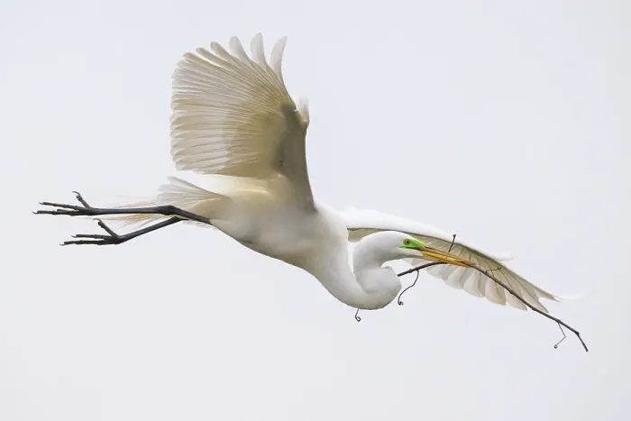 Framed Print : Great egret (Ardea alba) flying with stick for its nest in beak. St. Augustine, Florida, USA Framed Print : Great egret (Ardea alba) flying with stick for its nest in beak. St. Augustine, Florida, USA
