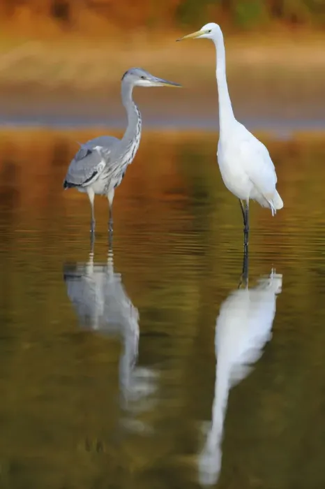 Framed Print : Great egret (Ardea alba) and a Grey heron (Ardea cinerea) standing in water, Elbe Biosphere Reserve Framed Print : Great egret (Ardea alba) and a Grey heron (Ardea cinerea) standing in water, Elbe Biosphere Reserve
