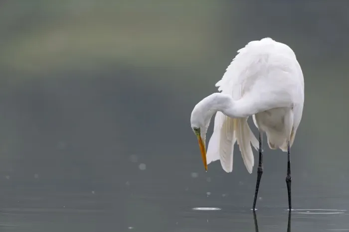 Framed Print : Great egret (Ardea alba) hunting for fish, Elbe Biosphere Reserve, Lower Saxony, Germany Framed Print : Great egret (Ardea alba) hunting for fish, Elbe Biosphere Reserve, Lower Saxony, Germany