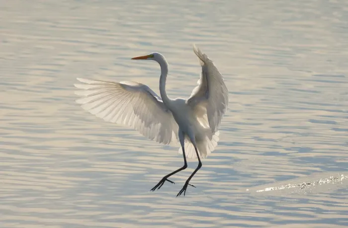 Framed Print : Great Egret (Ardea alba), about to land in water, backlit, Bolsa Chica Ecological Reserve Framed Print : Great Egret (Ardea alba), about to land in water, backlit, Bolsa Chica Ecological Reserve