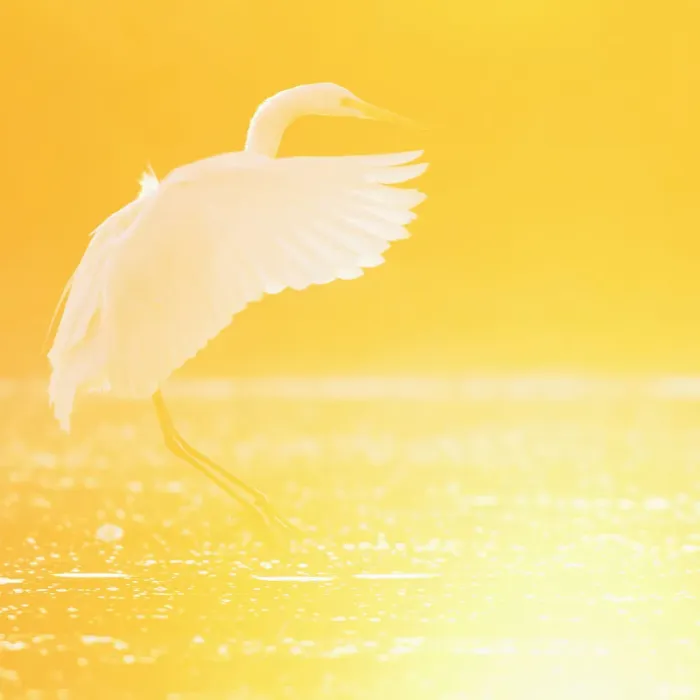 Framed Print : Great egret (Ardea alba) landing on water at sunrise, Elbe Biosphere Reserve, Lower Saxony