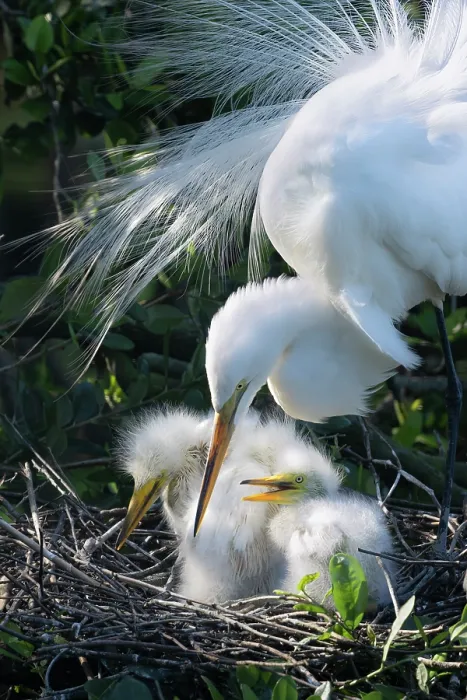 Framed Print : Great egret (Ardea alba) on nest with chicks, St. Augustine, Florida, USA. March Framed Print : Great egret (Ardea alba) on nest with chicks, St. Augustine, Florida, USA. March