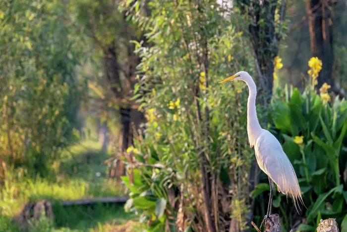 Framed Print : Great egret (Ardea alba) perched on an old Willow tree stump at edge of canal, Xochimilco, Mexico City, Mexico Framed Print : Great egret (Ardea alba) perched on an old Willow tree stump at edge of canal, Xochimilco, Mexico City, Mexico