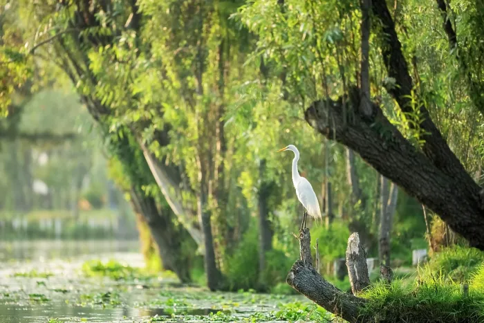 Framed Print : Great egret (Ardea alba) perched on tree stump at the edge of a canal, Xochimilco, Mexico City, Mexico Framed Print : Great egret (Ardea alba) perched on tree stump at the edge of a canal, Xochimilco, Mexico City, Mexico