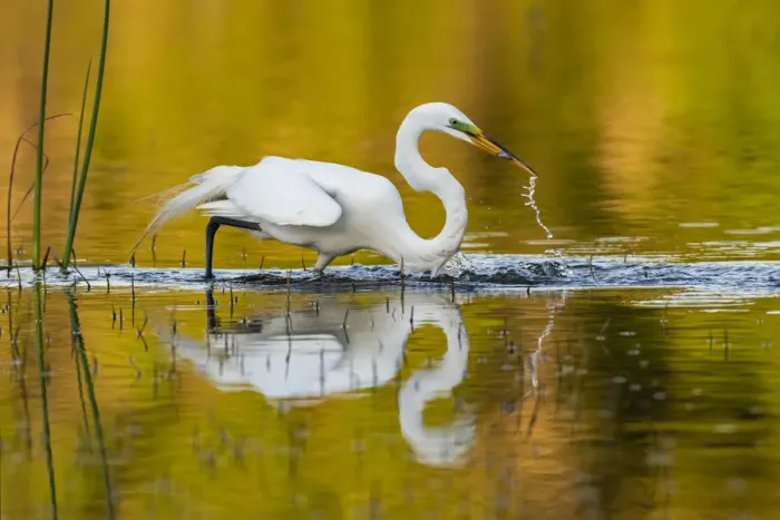 Framed Print : Great egret (Ardea alba) with prey in beak, in evening light. Myakka River State Park Framed Print : Great egret (Ardea alba) with prey in beak, in evening light. Myakka River State Park