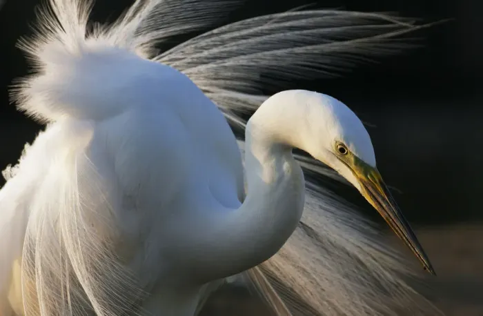 Framed Print : Great Egret (Ardea alba) Pusztaszer, Hungary, May 2008 Framed Print : Great Egret (Ardea alba) Pusztaszer, Hungary, May 2008