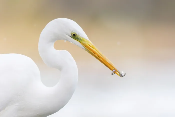Framed Print : Great egret (Ardea alba) with two small fish prey in beak, Milicz Ponds, Barycz Valley Landscape Park, Poland. November Framed Print : Great egret (Ardea alba) with two small fish prey in beak, Milicz Ponds, Barycz Valley Landscape Park, Poland. November