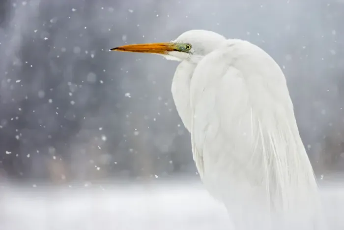Framed Print : Great egret (Ardea alba) in snow, Lake Csaj, Kiskunsagi National Park, Pusztaszer, Hungary Framed Print : Great egret (Ardea alba) in snow, Lake Csaj, Kiskunsagi National Park, Pusztaszer, Hungary