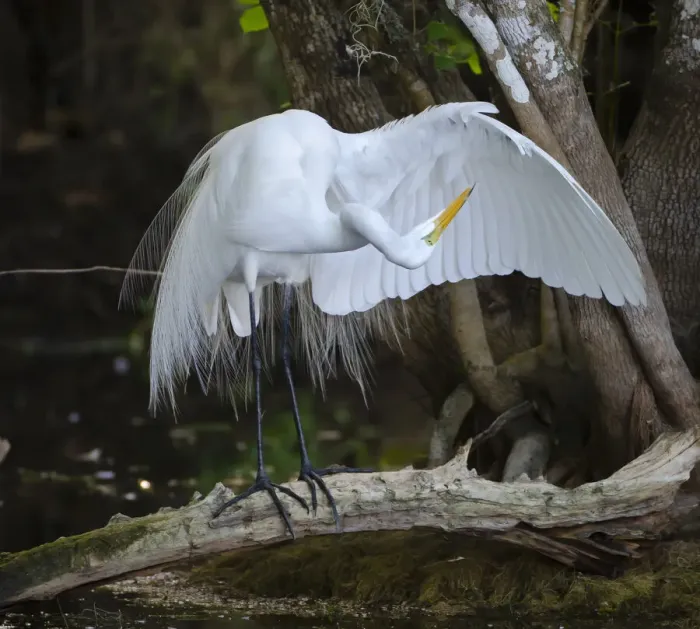 Framed Print : Great egret (Ardea alba) standing on a branch looking under its wing, Big Cypress National Preserve, Florida, USA Framed Print : Great egret (Ardea alba) standing on a branch looking under its wing, Big Cypress National Preserve, Florida, USA