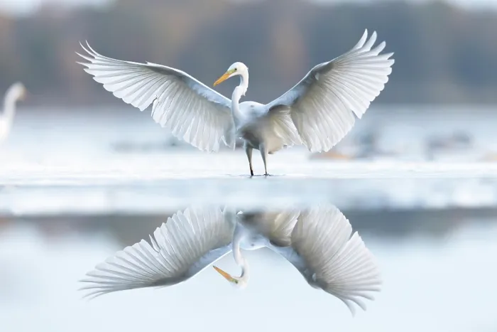 Framed Print : Great egret (Ardea alba) standing in shallow water with wings spread, Barycz Valley Landscape Park, Milicz Ponds, Poland. November Framed Print : Great egret (Ardea alba) standing in shallow water with wings spread, Barycz Valley Landscape Park, Milicz Ponds, Poland. November