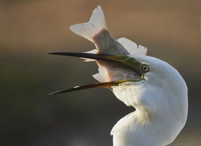 Framed Print : Great Egret (Ardea alba) swallowing large fish, Pusztaszer, Hungary, May 2008 Framed Print : Great Egret (Ardea alba) swallowing large fish, Pusztaszer, Hungary, May 2008
