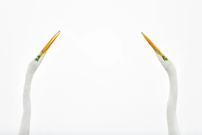 Framed Print : Two Great egrets (Ardea alba) face to face against white sky, Lake Csaj, Pusztaszer, Hungary. Winner of the Portfolio category of the Terre Sauvage Nature Images Awards competition 2015 Framed Print : Two Great egrets (Ardea alba) face to face against white sky, Lake Csaj, Pusztaszer, Hungary. Winner of the Portfolio category of the Terre Sauvage Nature Images Awards competition 2015